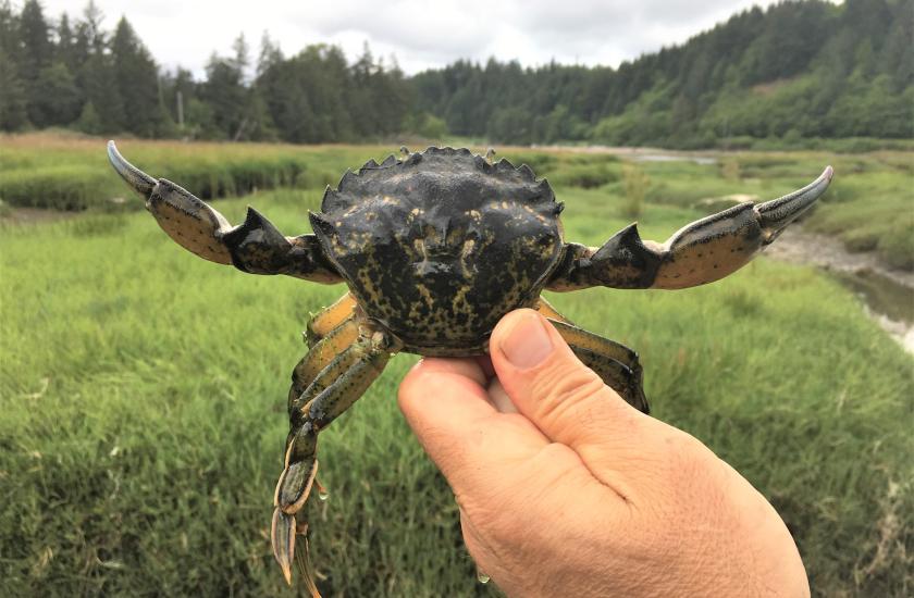 A person holds a large European green crab captured in a marsh. 