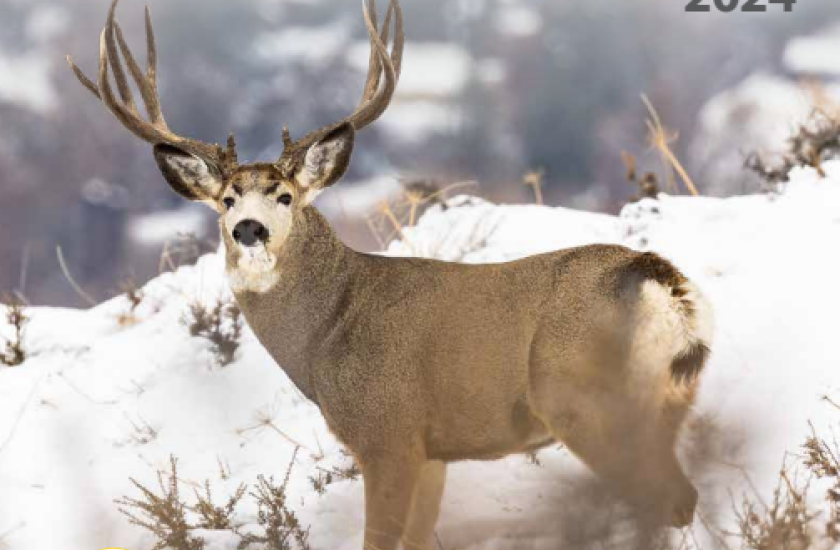 The 2024 cover of the Washington Big Game Hunting Regulations featuring a photo of a mule deer buck in the snow.