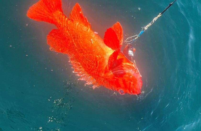 Rockfish released with descending device