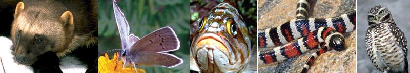 "Photo montage banner with a Wolverine, Taylor's Checkerspot butterfly, Rockfish, King snake and Spotted owl