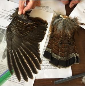Wing and tail collected from a male ruffed grouse