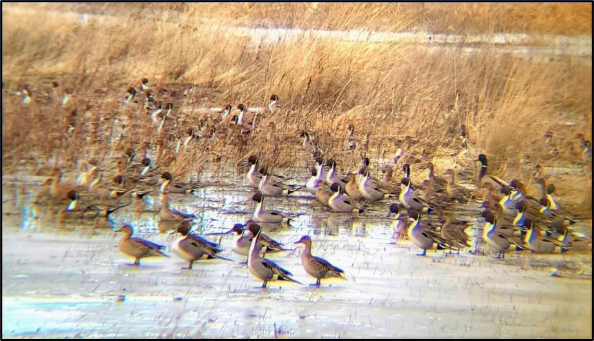 A flock of northern pintails