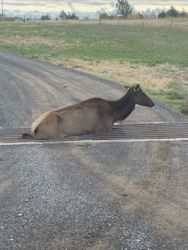 Cow elk stuck in cattle guard. 