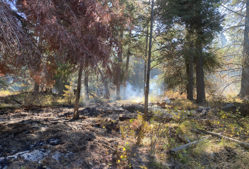 A stand of undamaged trees on smoking ground in Cougar Canyon. 