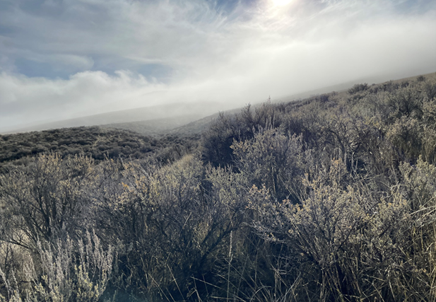 Foggy morning in shrub steppe county.