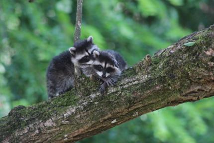 Two young raccoons in a tree.