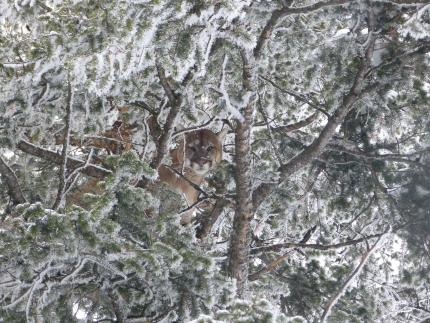 Cougar in tree in winter