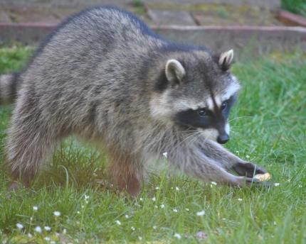 A raccoon sneaks a piece of food from a yard.