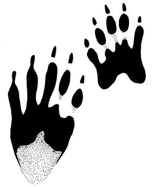 A drawing depicts the front and hind paw print of a raccoon.
