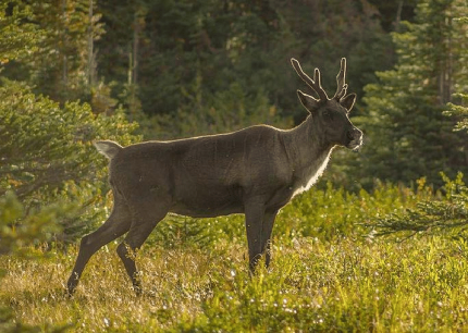 A female woodland caribou stands in a meadow framed by forest