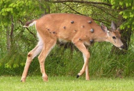 A deer with growths on its body