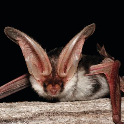 Close up of a spotted bat