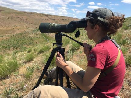 Woman looks for Ferruginous hawks through a spotting scope.