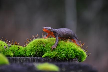 Rough-skinned newt sits atop a tuft of green moss.