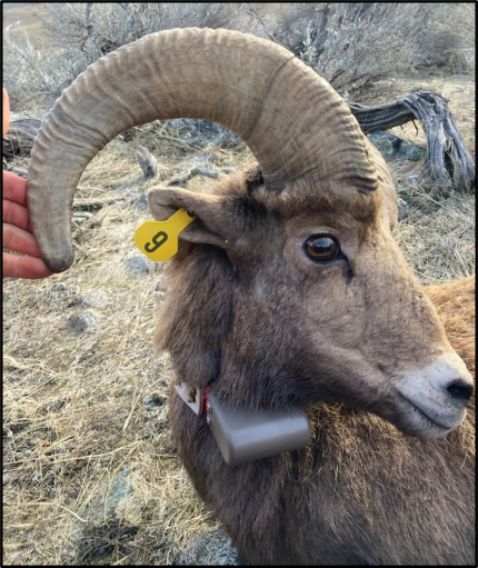 A ram with a radio collar