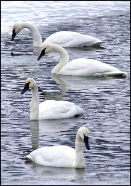 Four trumpeter swans swimming in a lake