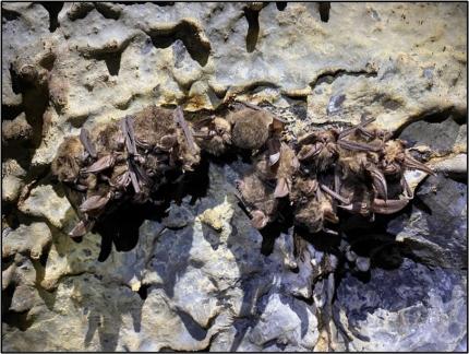 Bats huddling together on a cave ceiling.