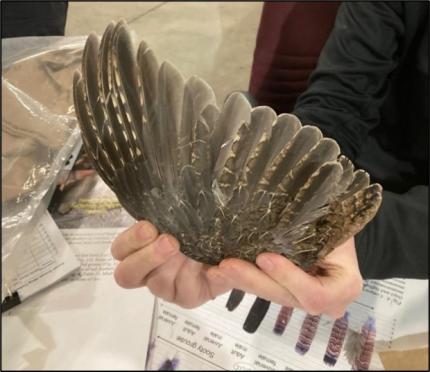 A blue grouse wing