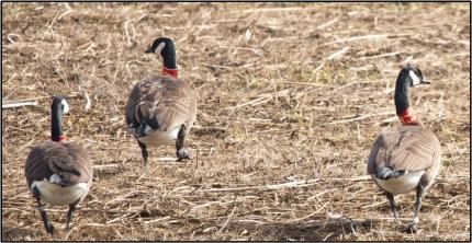 Three dusky geese with collars