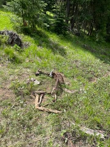 A mule deer mortality with collar still on it.