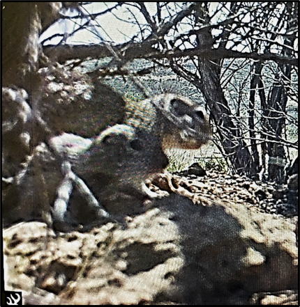 Washington ground squirrel pups caught on trail camera!