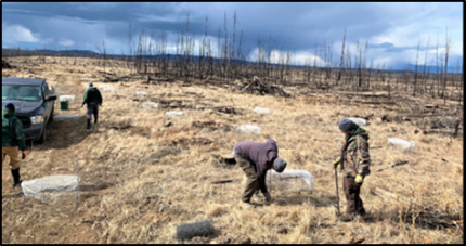 Biologists set up a network of traps on a sharp-tailed grouse lek where males will display the following morning.