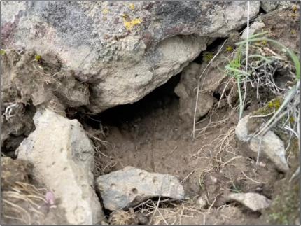 An active ground squirrel burrow.