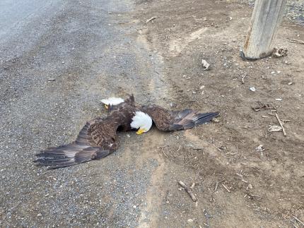 A dead bald eagle on the ground.