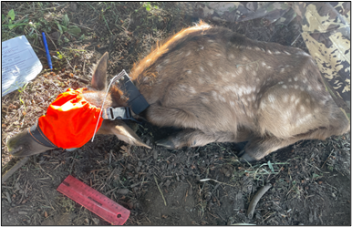A captured elk calf