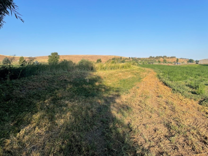 Conservation Reserve Program site after mowing took place