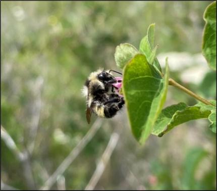 Two form bumble bee visiting a snowberry