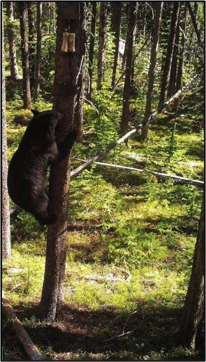 Black bear detected during the Washington Wolverine Study.  