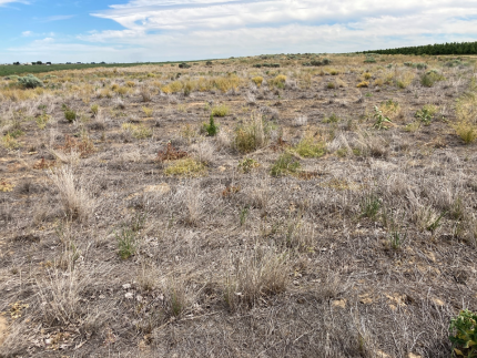 Weeds showing signs of dying after herbicide application. Site to be planted with native grass in fall 2023