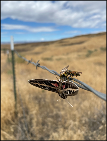 moth was caught by a shrike and impaled on a barbed wire fence.