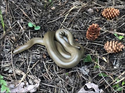 Rubber boa off a forested trail. 