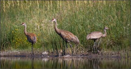 Three sandhill cranes with a juvenile