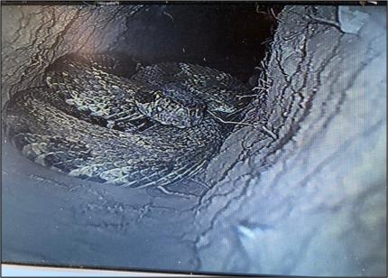 A rattlesnake occupying a rabbit burrow