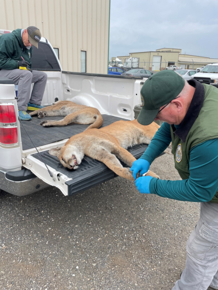 Two harvested cougars in the back of a truck getting seals by WDFW staff members. 