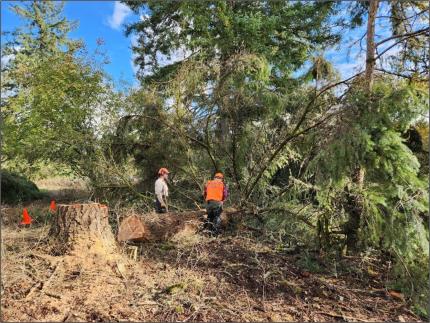 Two people at chainsaw training working over a large fallen tree.  