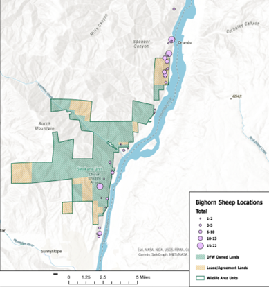 Figure of Swakane bighorn sheep locations and abundance (represented by circle size) from 2023 ground survey efforts.