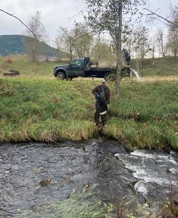 WDFW fisheries staff member releases 15 adult coho salmon into Bear Creek.
