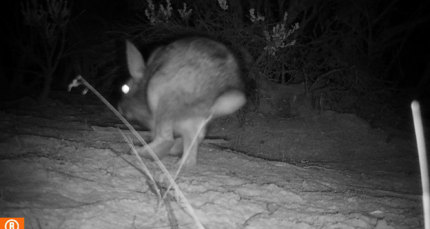 Cottontail Rabbit in the dark