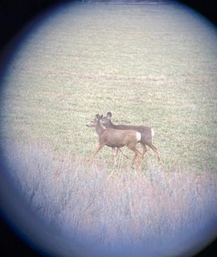 Two mule deer viewed from a spotting scope in Moses Coulee.