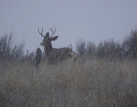 2023 Deer Surveys – Douglas County