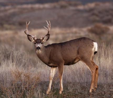   Adult mule deer buck observed during a recent ground-based deer survey near Odessa. 