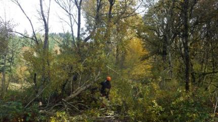 A staff member clearing a fallen tree