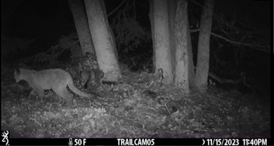 A cougar caught on camera