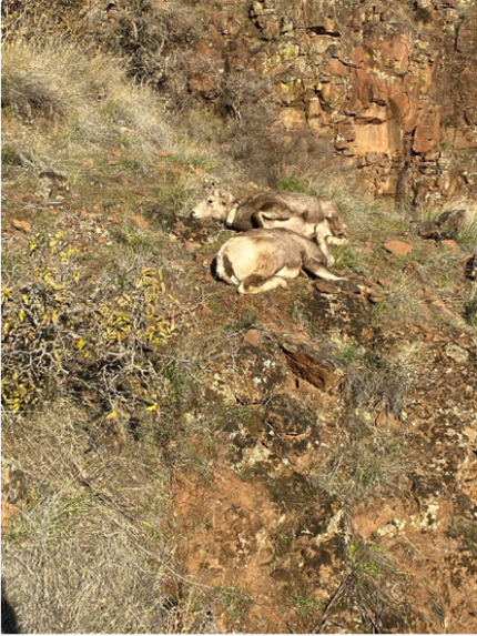   Two sedated bighorn lambs that became anesthetized within two feet of each other. 