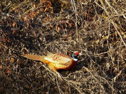 Male ring-necked pheasant perched in a shrub alongside the road near Rock Lake. 