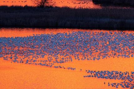 Snow geese at sunrise during roost surveys in Franklin County.